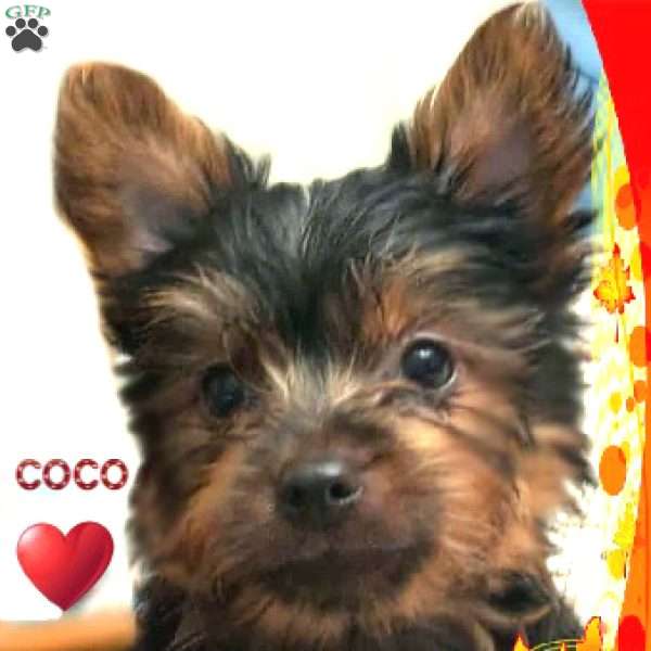Coco, Yorkie Puppy